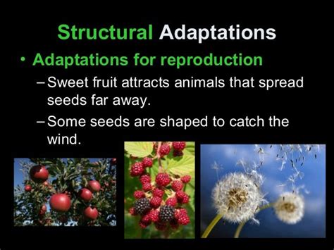 Plant adaptations