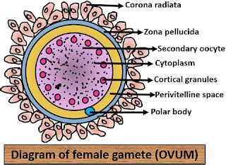 Structure & Function Of Secondary Oocyte