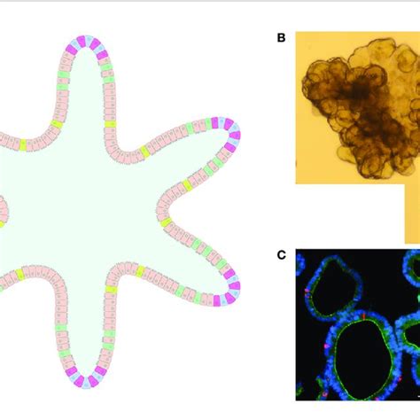 | Intestinal Organoids. (A) graphical representation of an intestinal ...