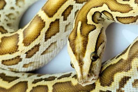 Burmese Python Size: How Big Do They Get? - ReptileHow.com