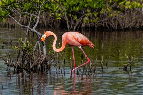 Flamingos In The Keys: What’s the Deal? — Florida Keys Audubon Society