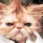 Stressed Cat Meme Generator - Imgflip