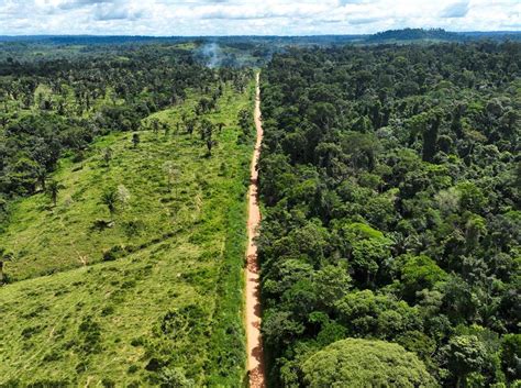 Berita dan Informasi Fakta hutan amazon Terkini dan Terbaru Hari ini - detikcom