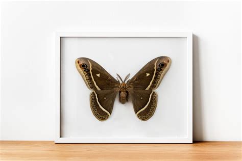 Vintage Moth Print Moth Poster Moth Art Vintage Entomology - Etsy UK