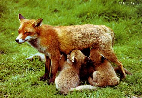 Baby Red Foxes