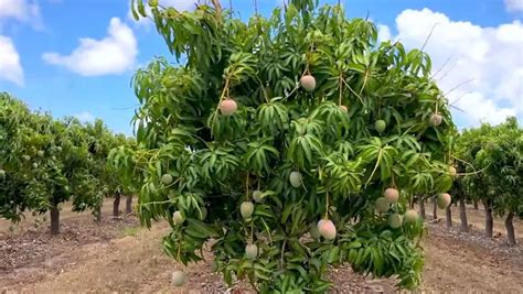 Mango Farming: Tips and Techniques for a Successful Harvest