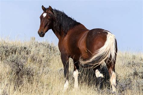 Mustang Horse Breed Information, History, Videos, Pictures