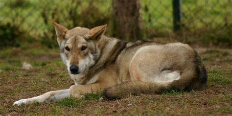 Saarloos Wolfdog Breed Info, History, Temperament, Training, Puppy, Pictures