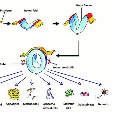 Molecular events in neural crest induction and emigration | Download ...