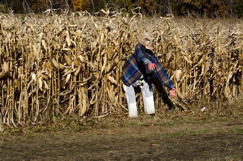 7 Best Places for a Haunted Corn Maze Near Me - Days Out On The Farm