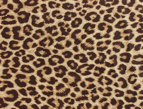 leopard print wallpaper - HD Desktop Wallpapers | 4k HD