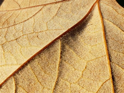 Leaf Veins Closeup Free Stock Photo - Public Domain Pictures