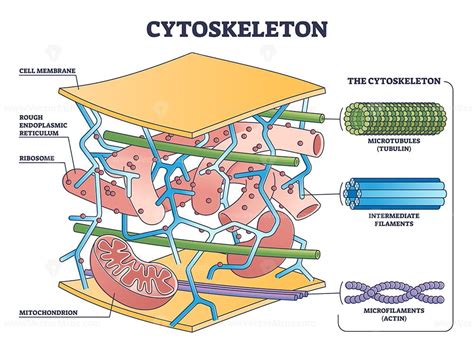 Cytoskeleton structure as complex protein filaments network outline diagram - VectorMine