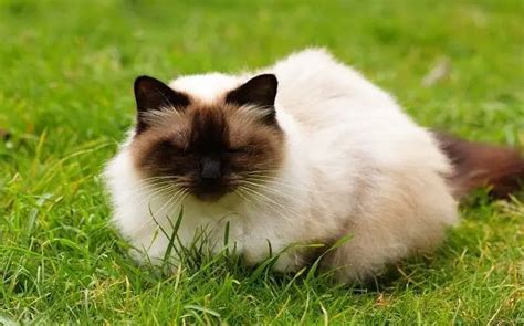 How Much Does A Himalayan Cat Cost? - ThePricer Media