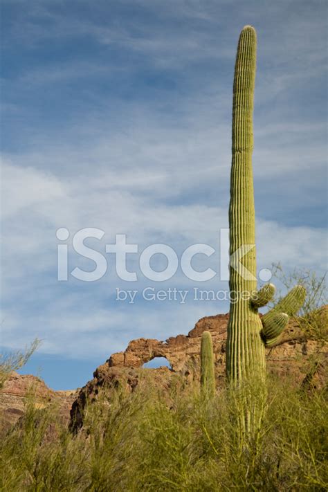 Organ Pipe National Monument Stock Photo | Royalty-Free | FreeImages