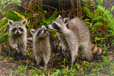 Raccoon Family – jantrabuephotography.com