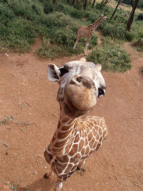 Baby giraffes are adorable : r/aww