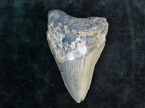 Massive 4+ Fossil Prehistoric Shark Tooth, #1585 Sharks Teeth – Tortuga Trading