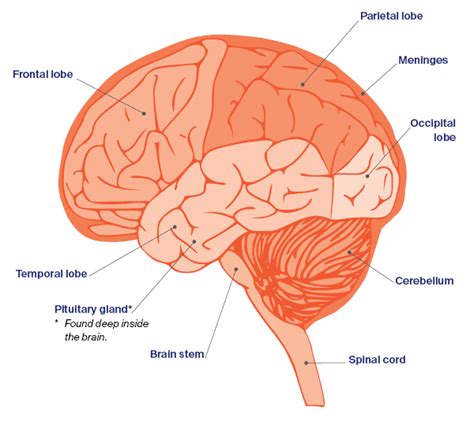 Symptoms of Brain Tumours | Cancer Council NSW