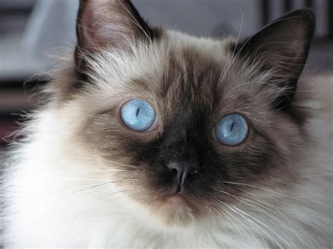 Color is dark brown cat, gray, white variations, blue, seal, lilac, etc.. Very calm temperament ...