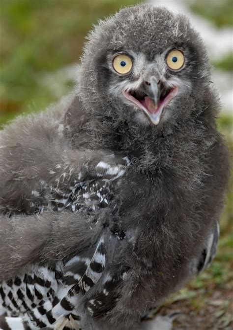 Baby Snowy Owl stock photo. Image of raptor, nature, bird - 6012802