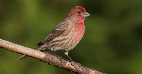 House Finch Identification, All About Birds, Cornell Lab of Ornithology