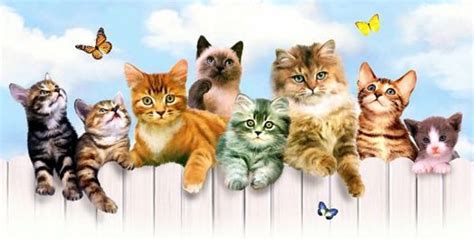 Download Cats Facebook Cover Wallpaper | Wallpapers.com