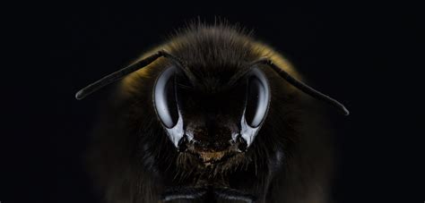 Macro photo of a black and brown bumble bee HD wallpaper | Wallpaper Flare