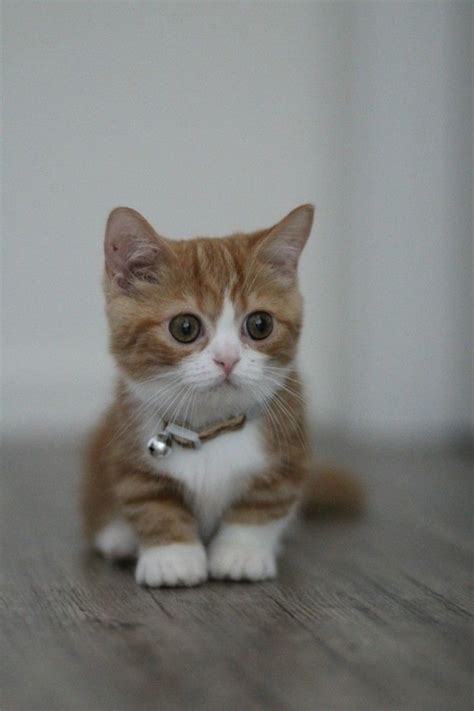 Munchkin Cat Cute Cat Breeds - Pets Lovers