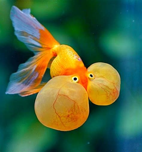 Funny Goldfish Bubble Eye | Fun Animals Wiki, Videos, Pictures, Stories