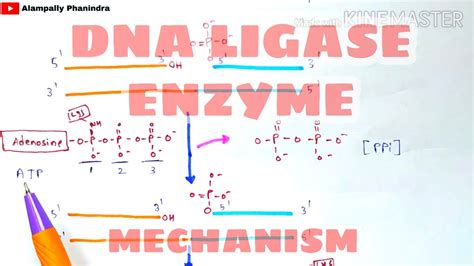 Ligase Enzyme Function : Steps of the nick sealing reaction catalyzed ...