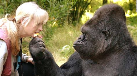 Koko, the gorilla who mastered sign language, has died – Trending Stuff | Live Watch News