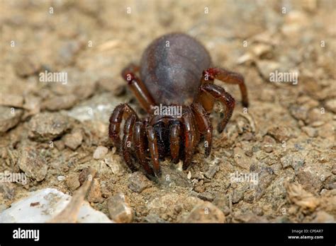 trapdoor spiders (Ctenizidae), Weibchen, Greece, Lesbos, Ambeliko Stock ...