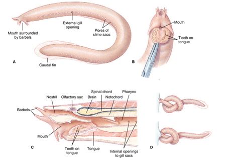 Morphology - Pacific Hagfish