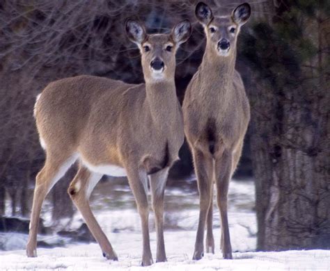 White-tailed Deer - Odocoileus virginianus - NatureWorks