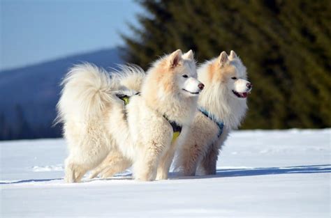 7 Dogs That Look Like Polar Bears | The Dog People by Rover.com