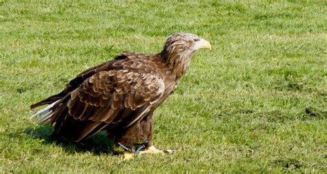 Eagle Bird Of Prey Free Stock Photo - Public Domain Pictures