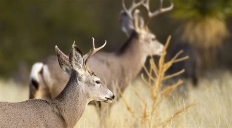 Mule Deer Antlers- Understanding Their Importance and Role in Wildlife ...