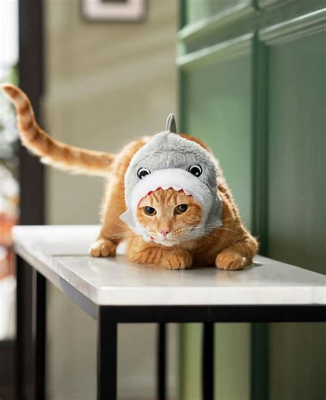 Frisco Shark Cat Costume, One Size - Powerpetclub.com