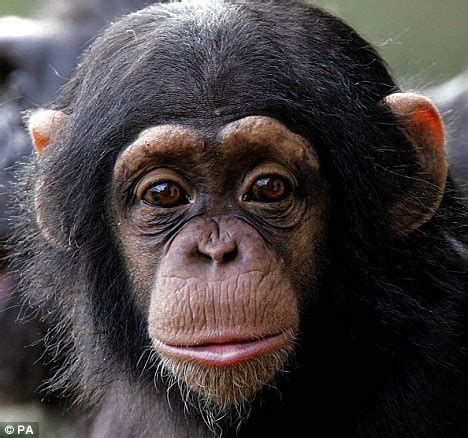 Baby chimps can become smarter than a human child - all they need is love, say researchers ...