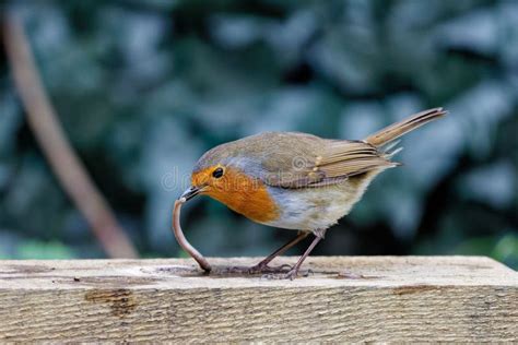 European Robin Bird Eating a Worm on a Wooden Ground. Stock Photo - Image of outdoors, wild ...