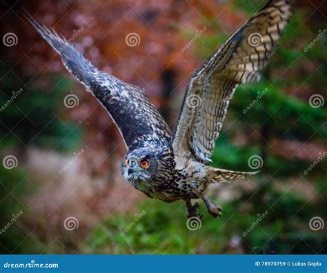 Eagle Owl Swoops in Low Hunting. Stock Image - Image of avian, falconry: 78970759