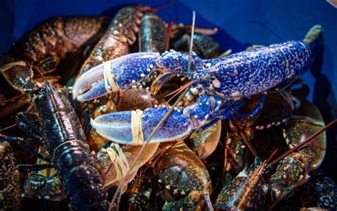 One in Two Million Rare Blue Lobster Caught by Maine Fisherman Released Back to the Ocean ...