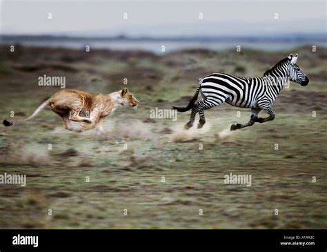 Male Lion Hunting Zebra