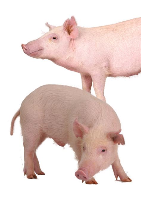 Mini Pig Breeds - American Mini Pig Association