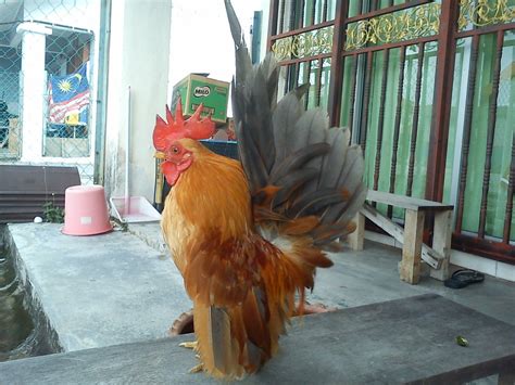 PEMINAT AYAM: AYAM SERAMA