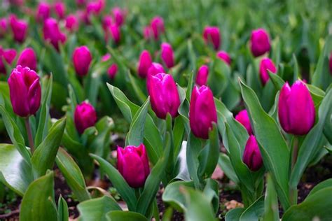 Premium Photo | Tulips in the garden in spring