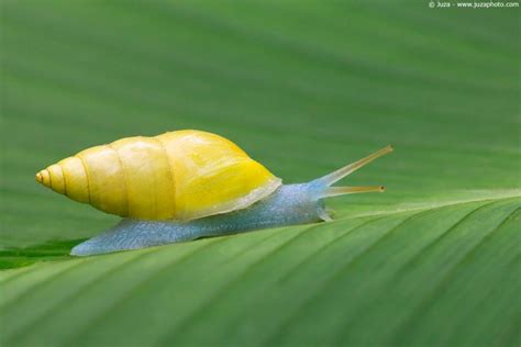 Mysterious Blue Snail 'Glows' Like It's Radioactive | FC