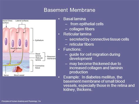 What Is A Basement Membrane - Openbasement