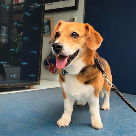 The Corgi Beagle Mix: Let’s Keep This Short & Sweet - Animalso